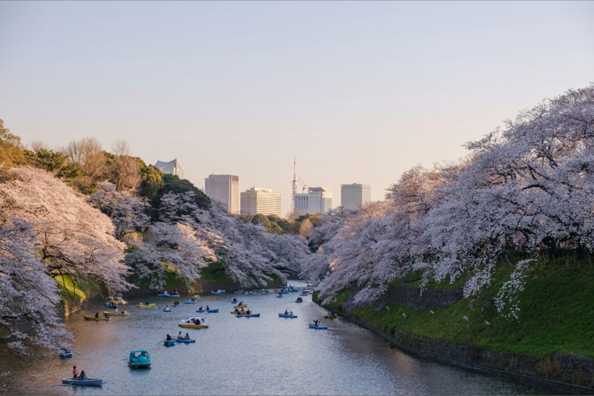 Tokyo Tour for Families